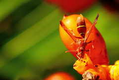 Polistes fastidiosus