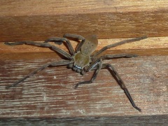 Neosparassus patellatus