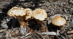 Agrocybe molesta