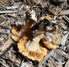 Agrocybe molesta