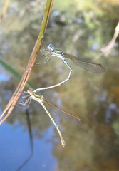 Austrolestes cingulatus