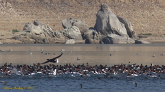 Aechmophorus occidentalis