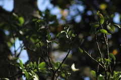 Psittacanthus ramiflorus
