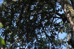 Psittacanthus ramiflorus