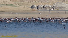 Aechmophorus occidentalis