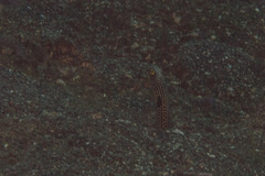Heteroconger hassi