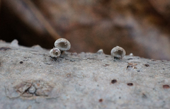 Porodisculus pendulus