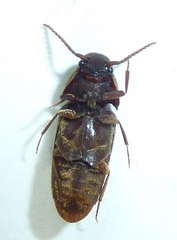 Eucnemidae