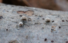 Porodisculus pendulus