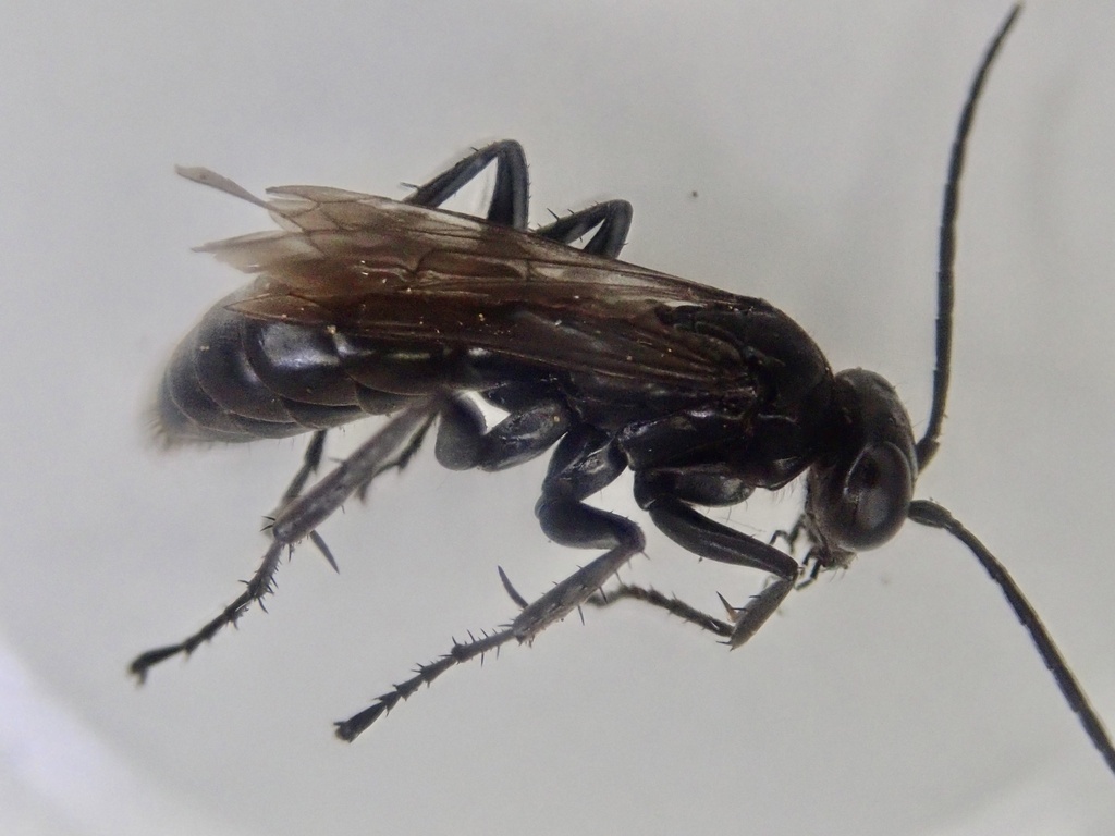 Common Black Spider Wasp