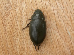 Hydrophilus brevispina