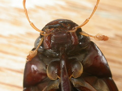 Hydrophilus brevispina