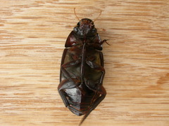 Hydrophilus brevispina