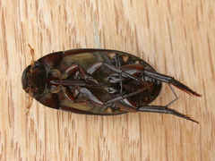 Hydrophilus brevispina