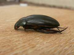 Hydrophilus brevispina