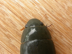 Hydrophilus brevispina