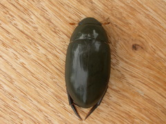Hydrophilus brevispina