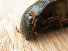 Hydrophilus brevispina