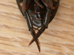 Hydrophilus brevispina