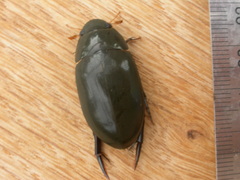 Hydrophilus brevispina