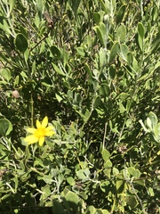 Osteospermum moniliferum septentrionale