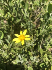 Osteospermum moniliferum septentrionale