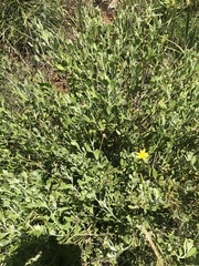 Osteospermum moniliferum septentrionale