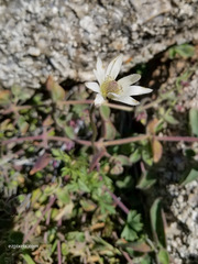 Anemone tuberosa