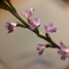 Verbena menthifolia