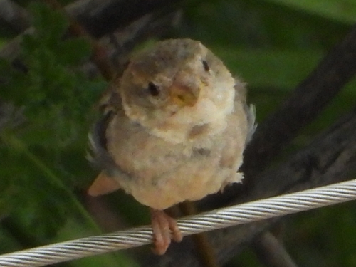 Moineau espagnol