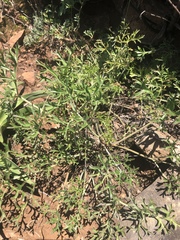 Pelargonium dolomiticum