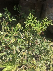 Pelargonium dolomiticum