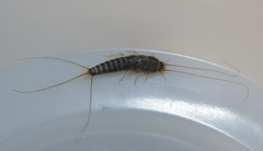 Ctenolepisma longicaudatum