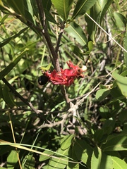 Ochna confusa