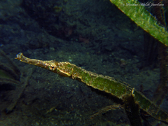 Alligator Pipefish photo 2