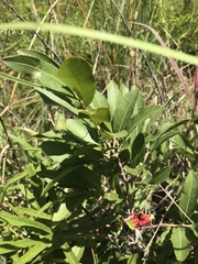 Ochna confusa