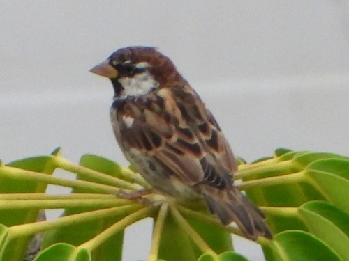 Moineau espagnol