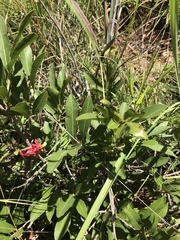 Ochna confusa