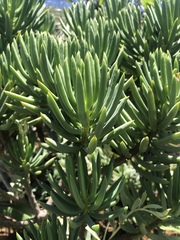 Senecio barbertonicus