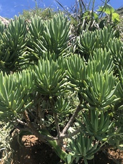 Senecio barbertonicus