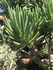 Senecio barbertonicus
