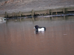 Aythya fuligula