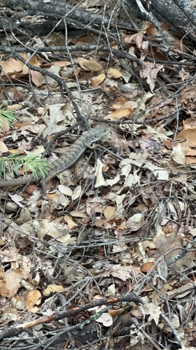 iNaturalist observation photo of Southern Alligator Lizard