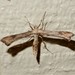 Hoary Plume Moth - Photo (c) Grey Smith, some rights reserved (CC BY), uploaded by Grey Smith