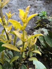 Dendrophthora clavata