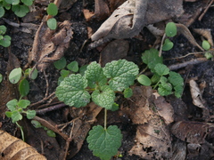 Lamium purpureum