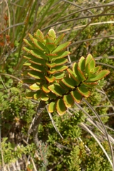 Veronica macrantha brachyphylla