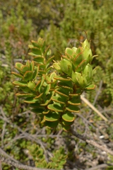 Veronica macrantha brachyphylla