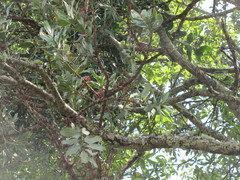 Psittacanthus ramiflorus