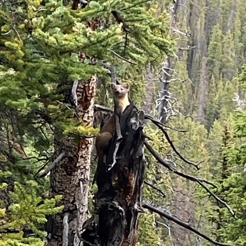 Pacific Marten